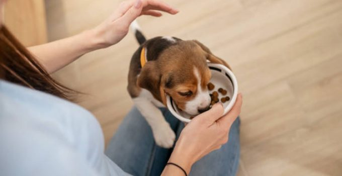 Alimentation : bien nourrir son chien ou son chat